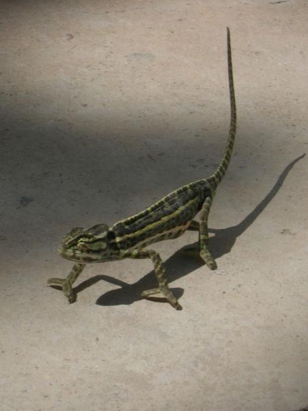 Caméléon du TCHAD